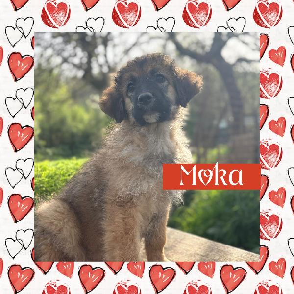 💗🐾 moka 🐾💗 dolce bellissima cucciola in adozione futura taglia media Foto 10