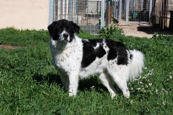 Panda in adozione Foto 3