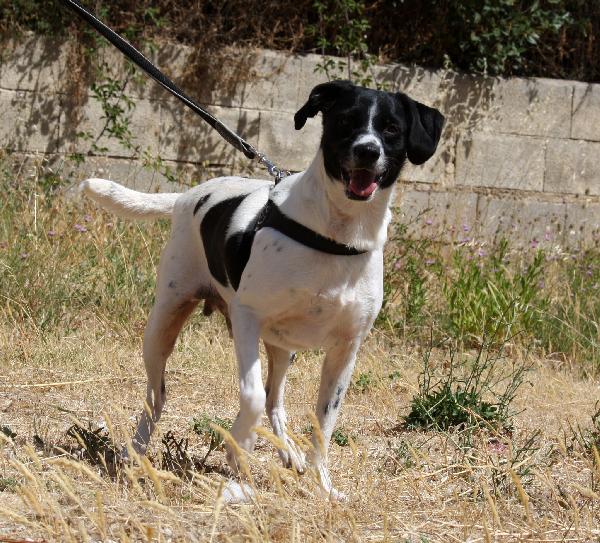 Pedro in adozione Foto 5