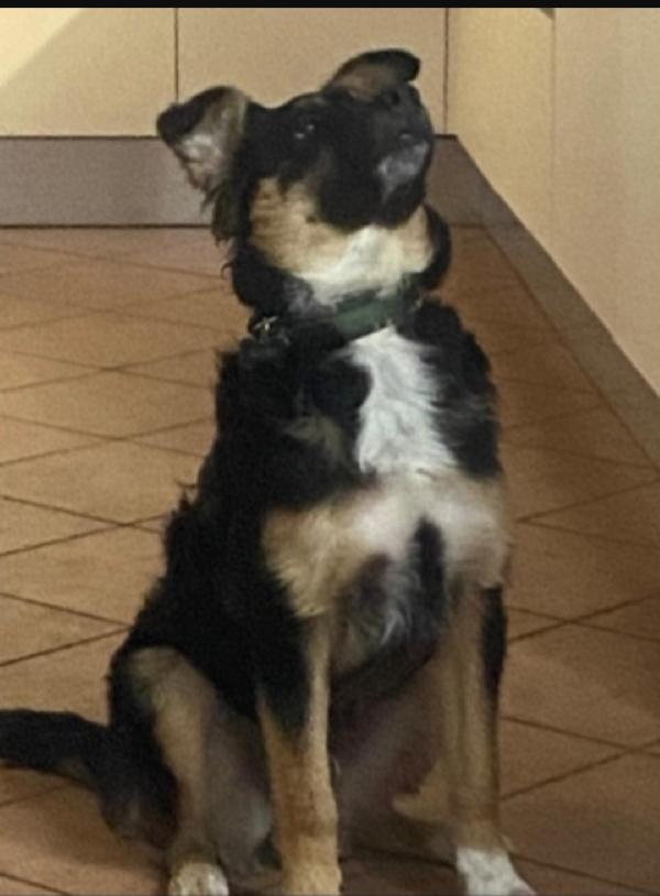 Kobe pastorino 3anni SOS MANTOVA Foto 2