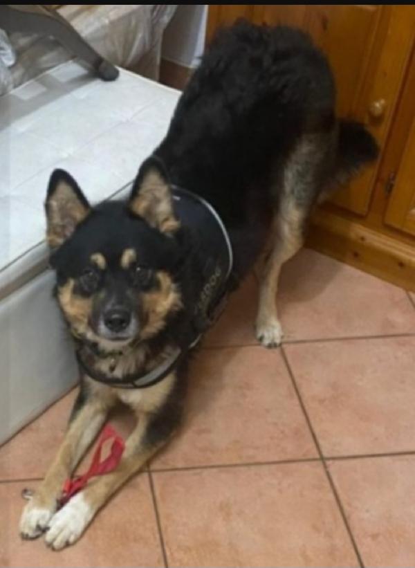 Kobe pastorino 3anni SOS MANTOVA Foto 3