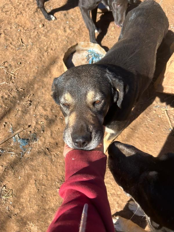 Lillo Splendido Cagnolone Cerca Casa 