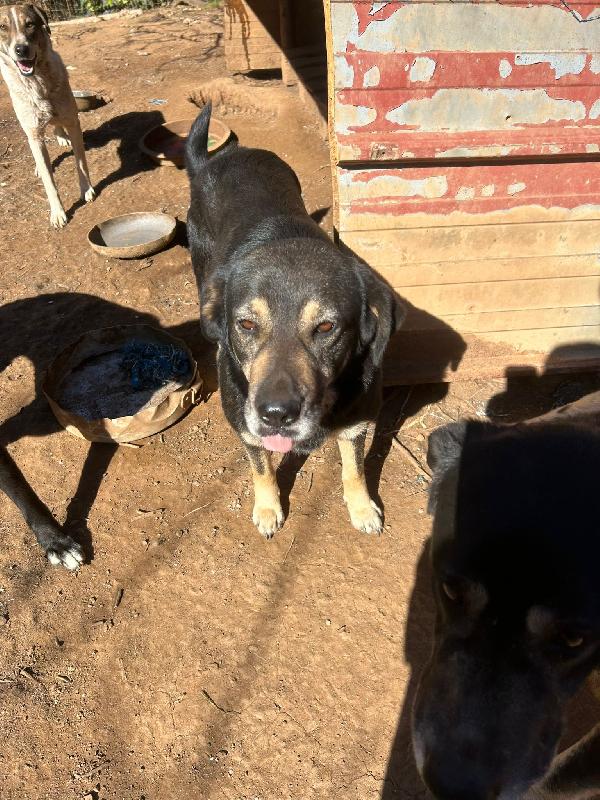 LILLO SPLENDIDO CAGNOLONE CERCA CASA  Foto 3