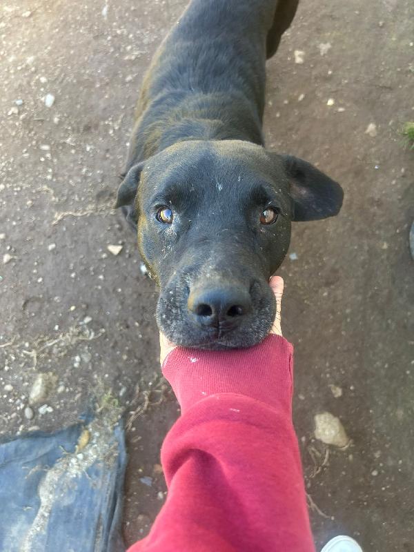Pluto Splendido Cagnolone Cerca Casa 