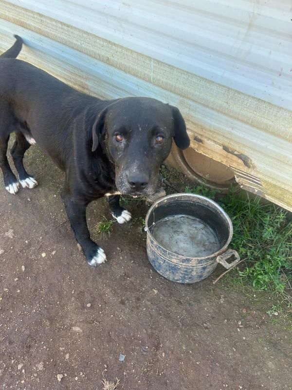 Pluto splendido cagnolone cerca casa  Foto 4