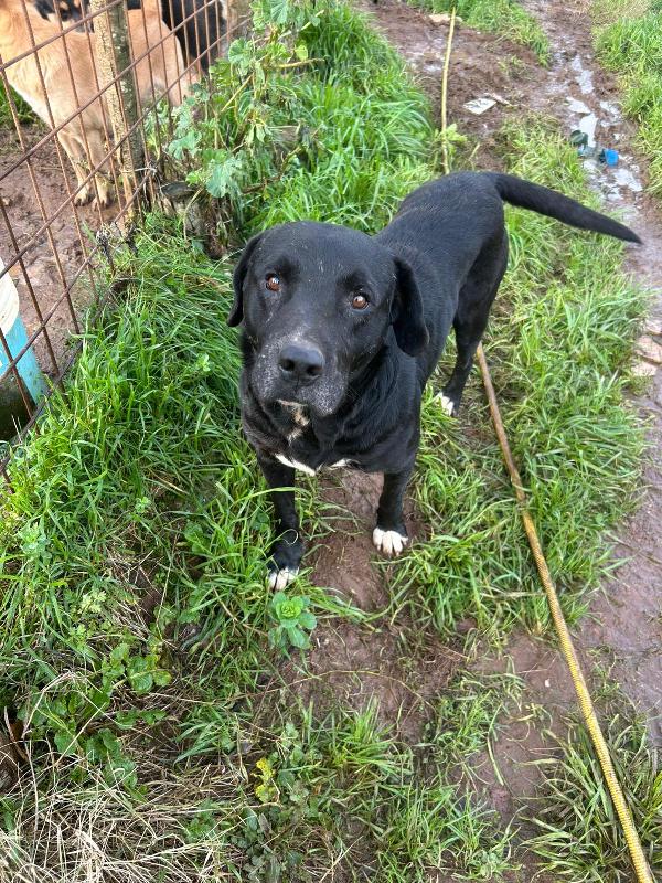 Pluto splendido cagnolone cerca casa  Foto 5