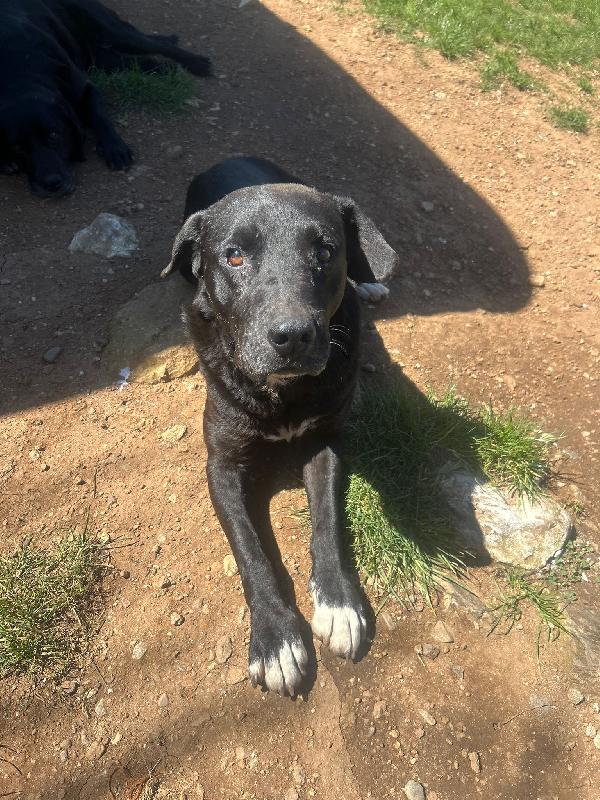 Pluto splendido cagnolone cerca casa  Foto 6