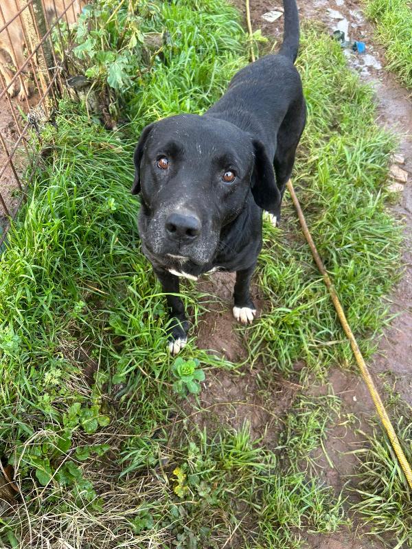 Pluto splendido cagnolone cerca casa  Foto 7