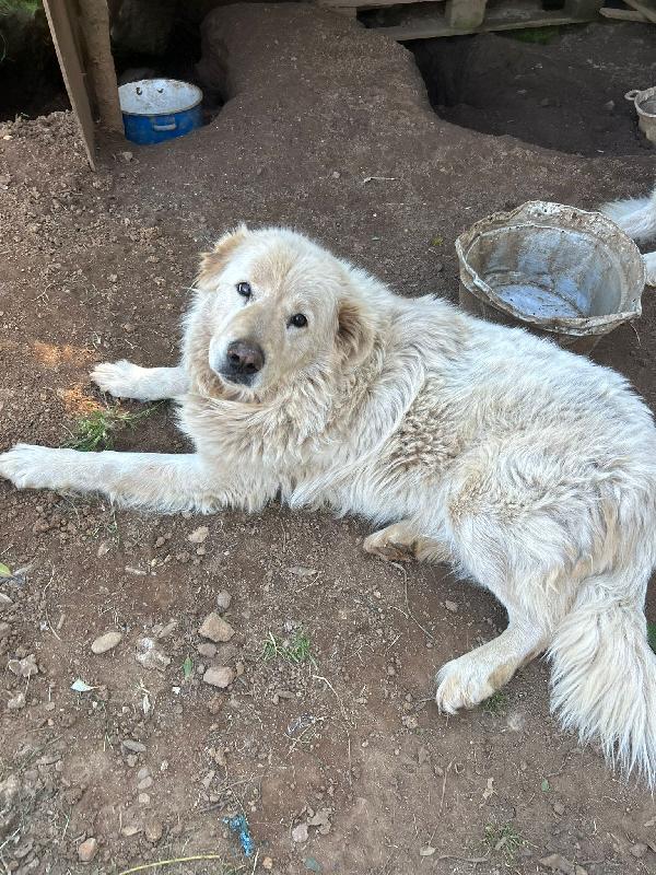 Biancone splendido cagnolone simil maremmano cerca casa  Foto 2