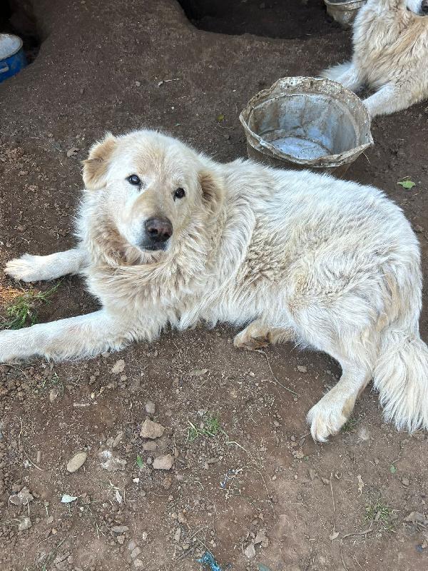 Biancone splendido cagnolone simil maremmano cerca casa  Foto 3