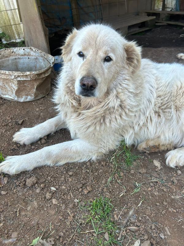 Biancone splendido cagnolone simil maremmano cerca casa  Foto 5