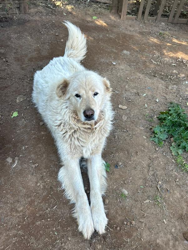 Biancone splendido cagnolone simil maremmano cerca casa  Foto 6