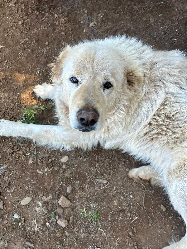 Biancone splendido cagnolone simil maremmano cerca casa  Foto 7