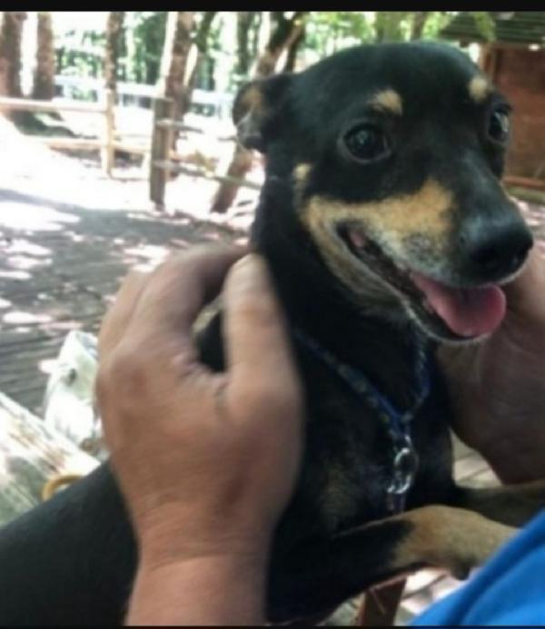 Pinscher 8Anni Nessuno Lo Nota! Gargano