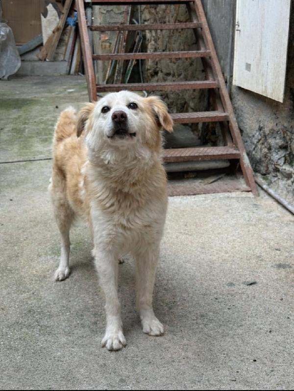 Rumi splendido cagnolino cerca casa  Foto 2
