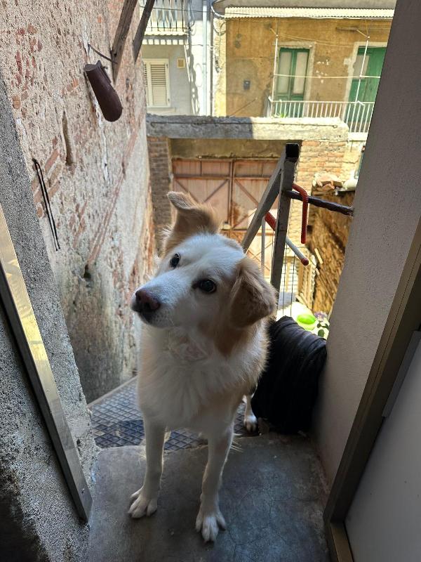 Rumi splendido cagnolino cerca casa  Foto 3