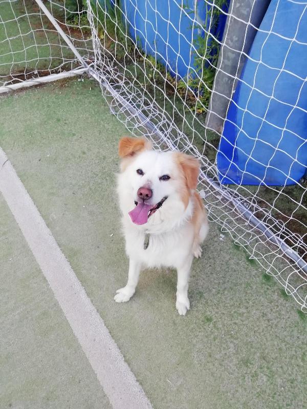 Rumi splendido cagnolino cerca casa  Foto 4