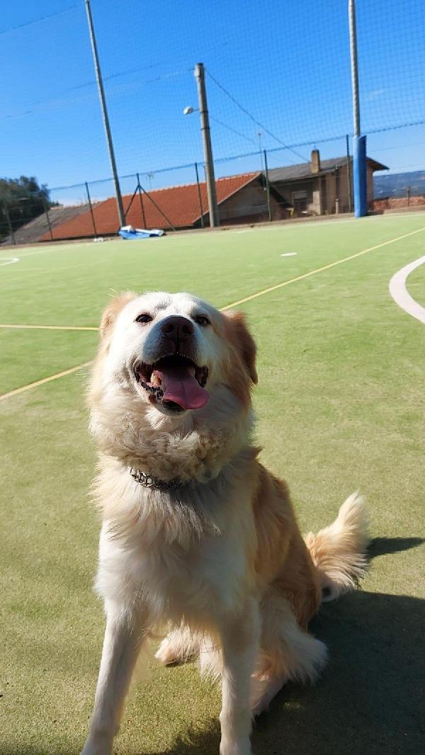 Rumi splendido cagnolino cerca casa  Foto 5