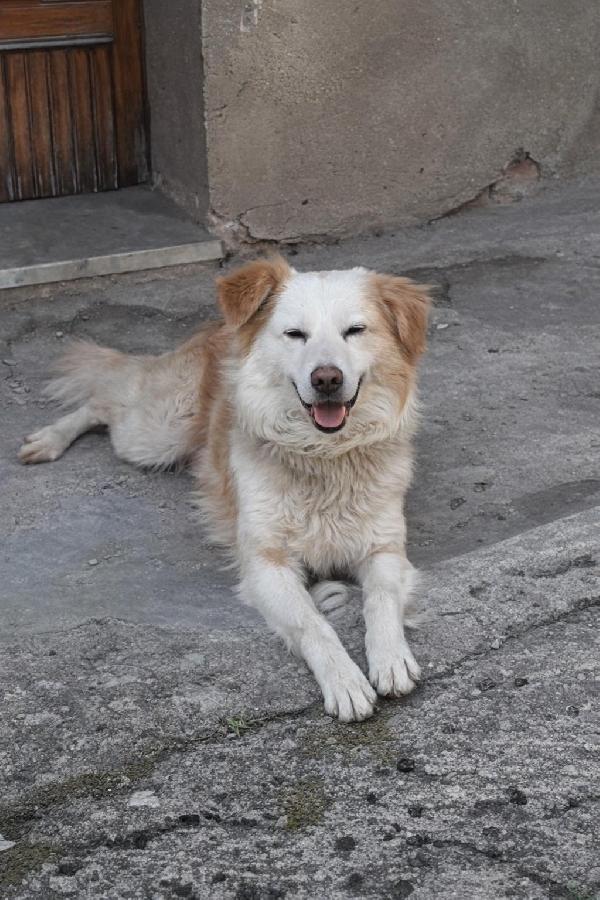 Rumi splendido cagnolino cerca casa  Foto 6