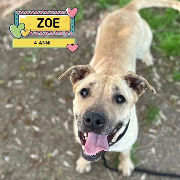 Zoe Dolce Cagnolina 4 Anni Cerca Casa - In Adozione 