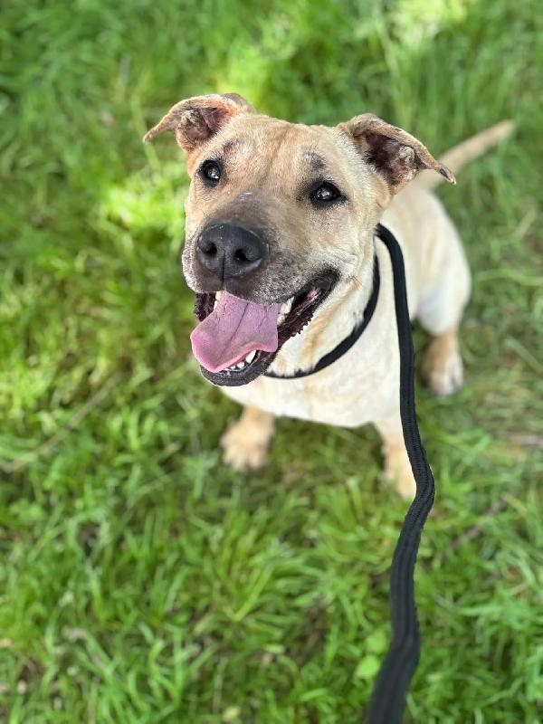 ZOE dolce cagnolina 4 anni cerca casa - in adozione  Foto 2