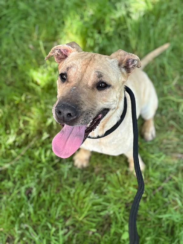 ZOE dolce cagnolina 4 anni cerca casa - in adozione  Foto 3