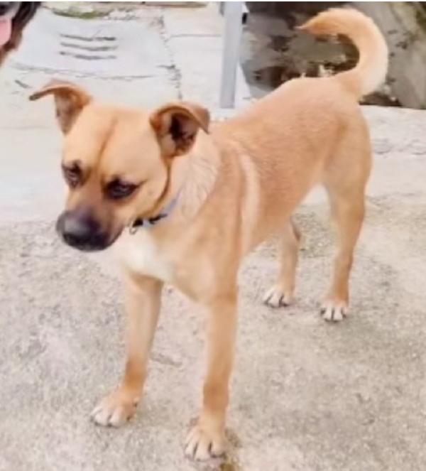 Tonino meno di 2anni salito al nord e tornato in Calabria  Foto 2