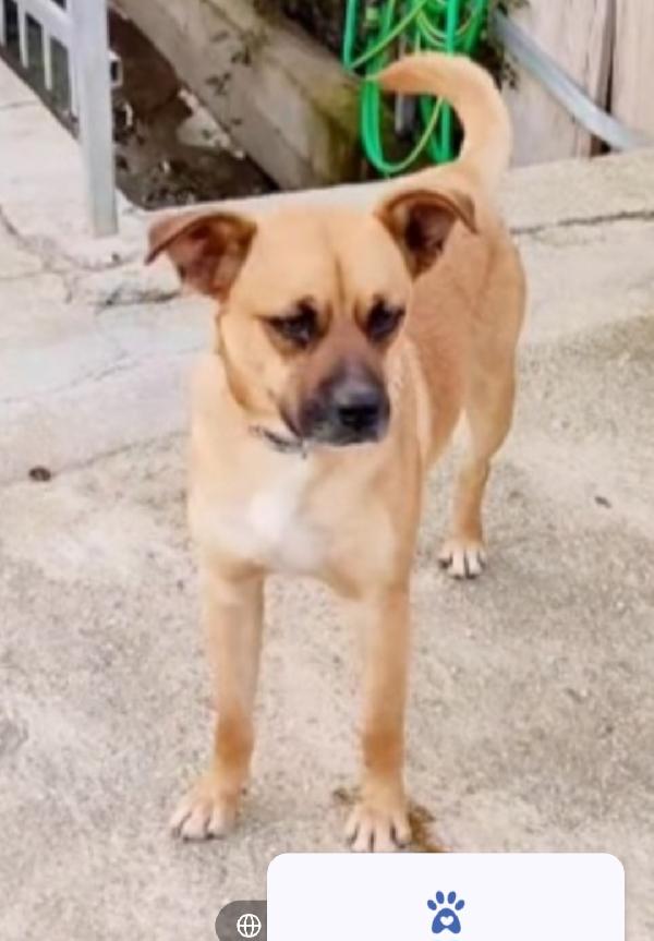 Tonino meno di 2anni salito al nord e tornato in Calabria  Foto 4