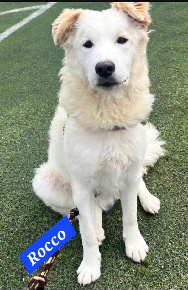 Rocco Meno Di 2Anni Bello E Buono.caltanissetta