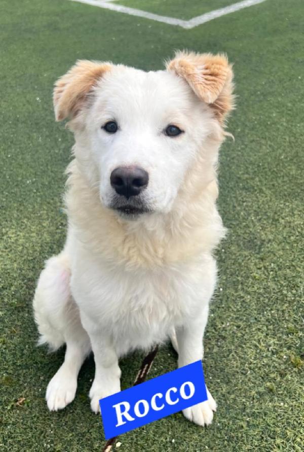 Rocco meno di 2anni bello e buono.CALTANISSETTA Foto 2