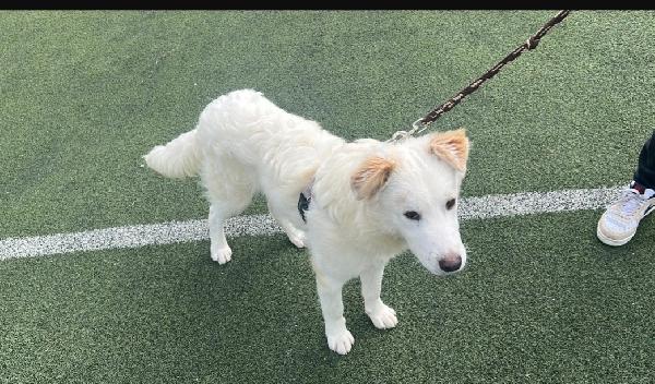 Rocco meno di 2anni bello e buono.CALTANISSETTA Foto 4