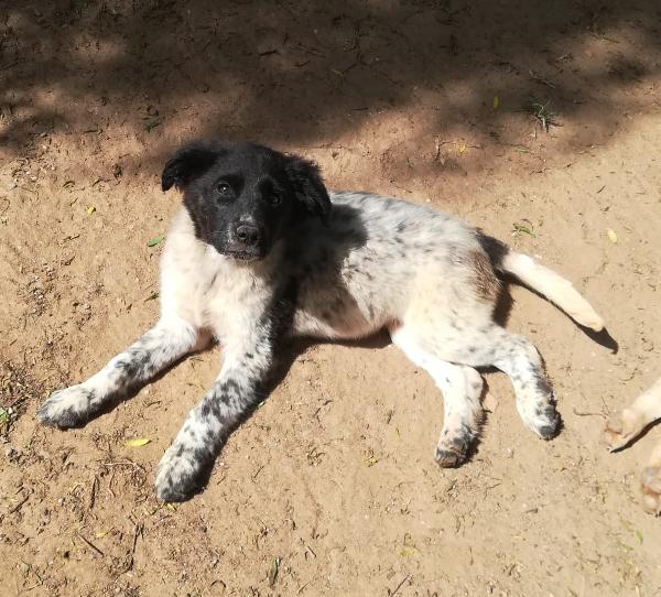 TRILLY MIX BORDER/SETTERINA  Foto 2