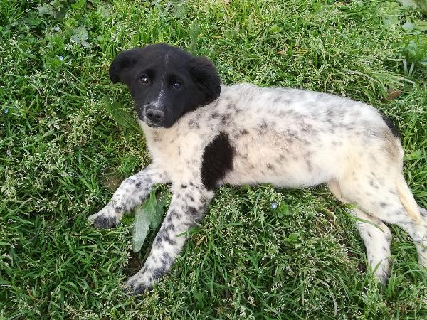 TRILLY MIX BORDER/SETTERINA  Foto 3