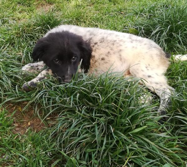 TRILLY MIX BORDER/SETTERINA  Foto 4