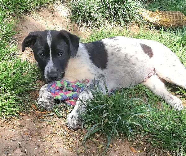 ZACK MIX SETTERINO  Foto 2