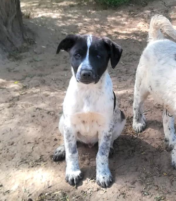 ZACK MIX SETTERINO  Foto 3