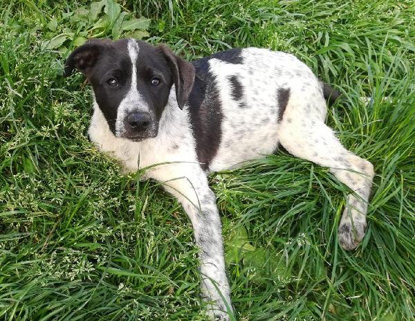 ZACK MIX SETTERINO  Foto 4