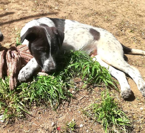 ZACK MIX SETTERINO  Foto 5