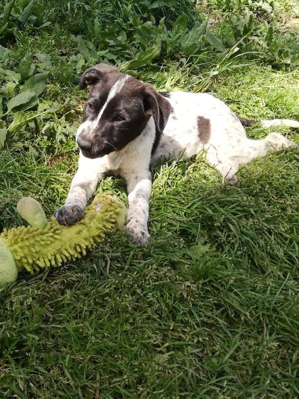 ZACK MIX SETTERINO  Foto 6