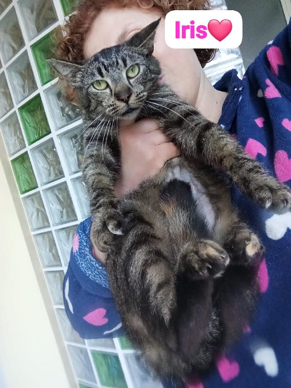 Iris Gattina Di Un Anno In Adozione