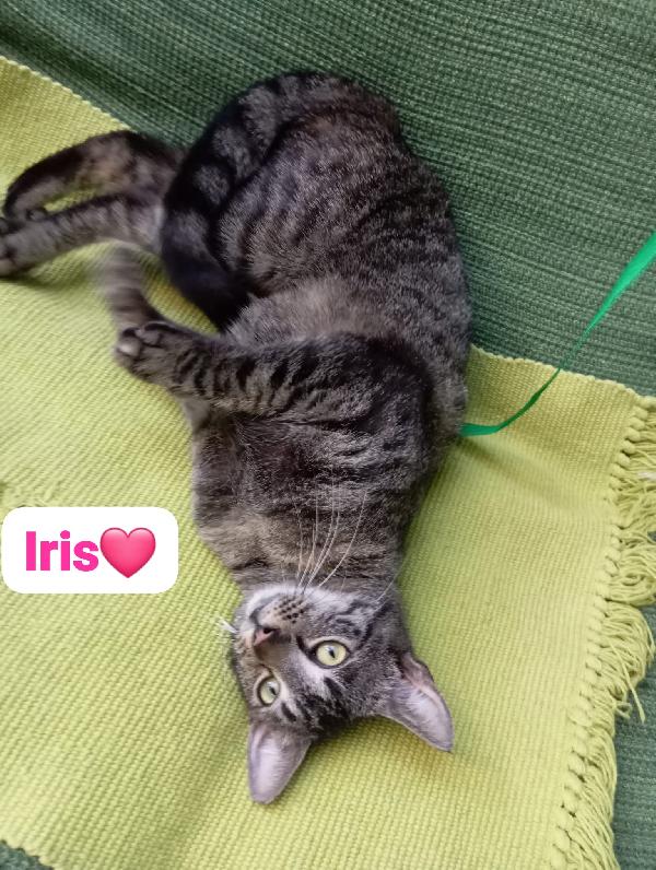 Iris gattina di un anno in adozione Foto 2