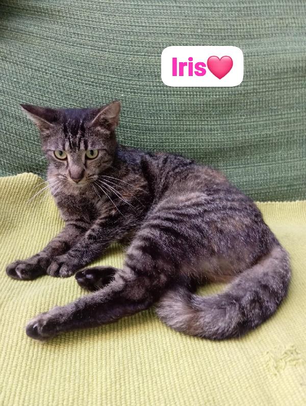 Iris gattina di un anno in adozione Foto 3
