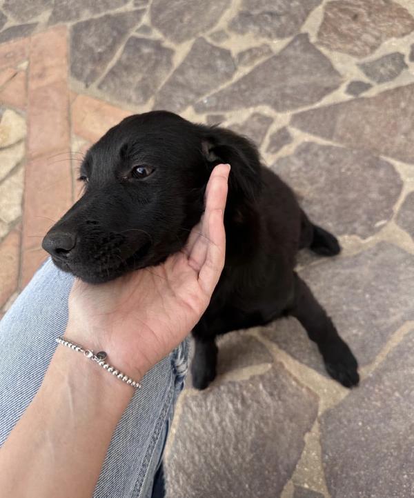 Lola Splendida Dolce Cucciola Cerca Casa 
