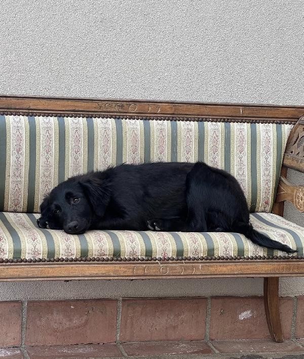 Lola splendida dolce cucciola cerca casa  Foto 2