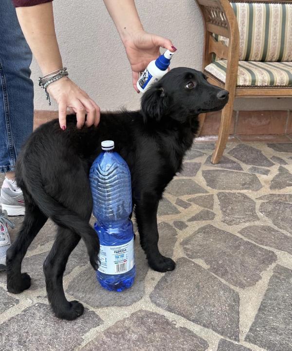 Lola splendida dolce cucciola cerca casa  Foto 3