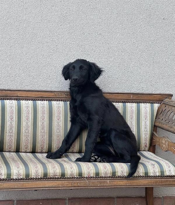 Lola splendida dolce cucciola cerca casa  Foto 4