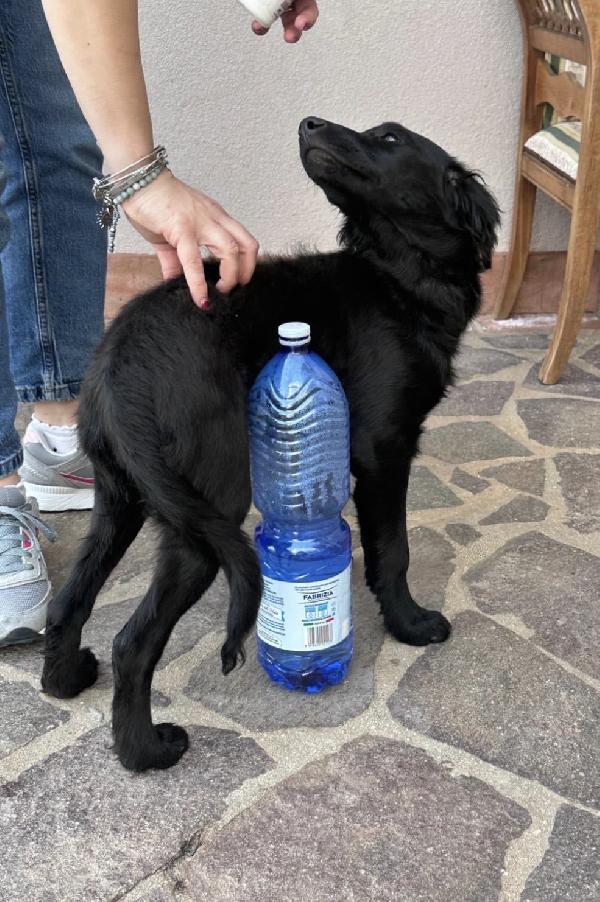 Lola splendida dolce cucciola cerca casa  Foto 5