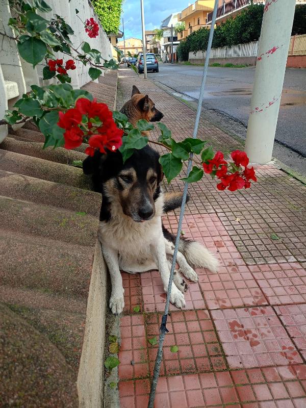 Balu splendido giovanotto cerca casa  Foto 2