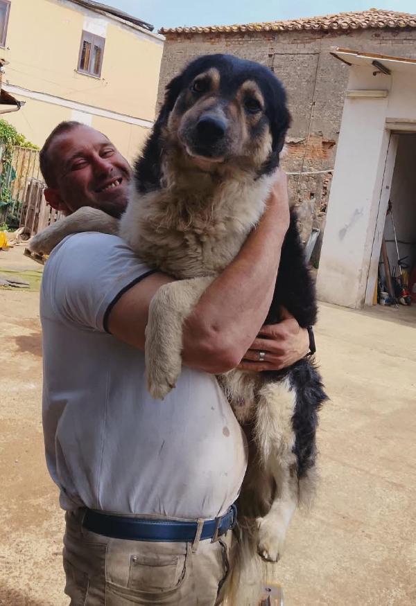 Balu splendido giovanotto cerca casa  Foto 3