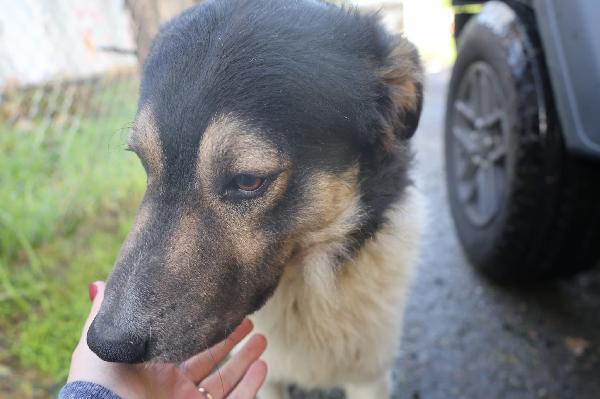 Balu splendido giovanotto cerca casa  Foto 4